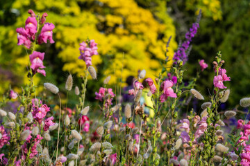 Bright flowers in the park in summer close-up.