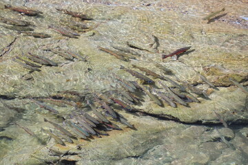 秋の始まりの北海道、忠類川上流に婚姻色に染まったサクラマスが激流を乗り越えて遡上してきます