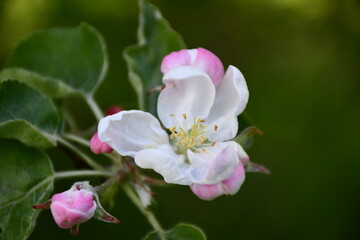 Fototapeta na wymiar white and pink petals of a blooming apple tree