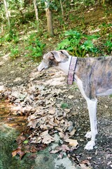 Purebred greyhound dog looking aside in the forest.