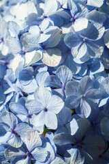 A blue hydrangea flower in the garden