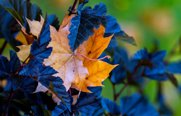Yellow autumn leaves on the branches of a tree .