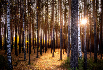 A forest of birch and pine trees illuminated by the sun.