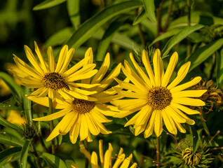 Jerusalem artichoke flowers are yellow in close-up.