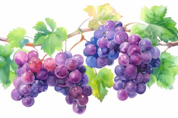 watercolor grape beautiful fruit with leaves,white background