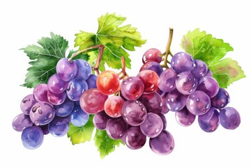 Fototapeta premium watercolor grape beautiful fruit with leaves,white background
