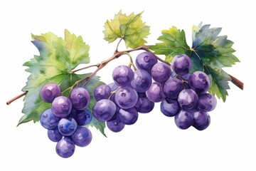Fototapeta premium watercolor grape beautiful fruit with leaves,white background