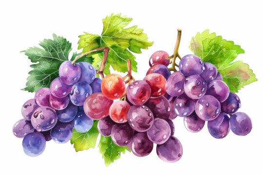 watercolor grape beautiful fruit with leaves,white background