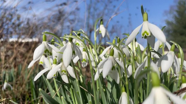 Snowdrops with blue sky and spring sunshine in the garden