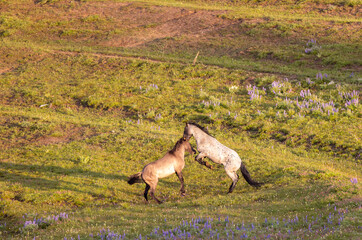 Pair of Wild Horse Stallions fighting in the Pryor Mountains Montana in Summer