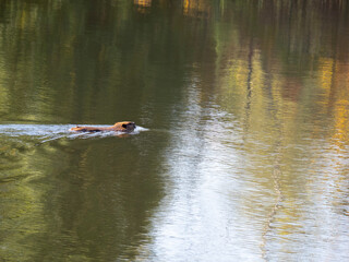 Beaver swimming on a pond in the Pocono Mountains of Pennsylvania