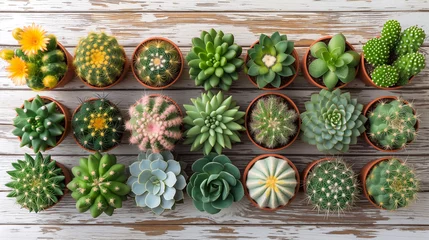 Poster Succulents and cactuses in pots on wood background top view copy space. © Виктория Дутко