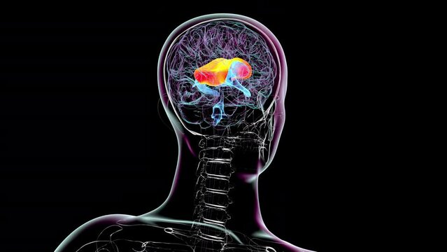 3D animation showcasing the human brain with emphasis on the corpus callosum and ventricles, essential for interhemispheric communication and cerebrospinal fluid circulation.