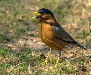 Fototapeta premium Brahminy starling eating nuts at Bharatpur Keuladeo Bird Sanctuary