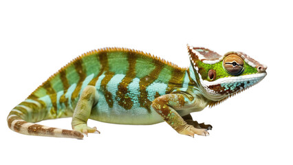 Obraz premium a high quality stock photograph of a single happy satisfied box chameleon reptile full body isolated on a white background