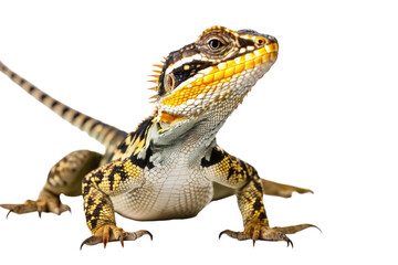 Fototapeta premium a high quality stock photograph of a single happy satisfied box lizard reptile full body isolated on a white background