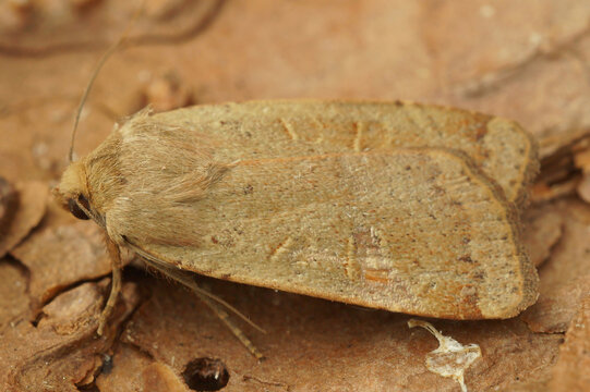 Closeup on the lesser yellow underwing owlet moth, Noctua comes sitting on wood