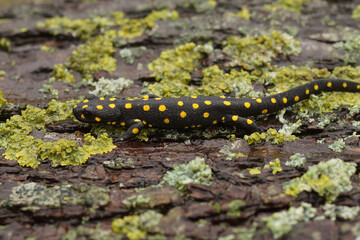 Full body closeup on a beautiful , terrestrial adult Anatolian spotted newt, Neurergus strauchii strauchii