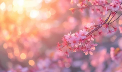 Raamstickers Kyoto Sakura blossoms in Maruyama Park, Kyoto, Japan. Generative AI