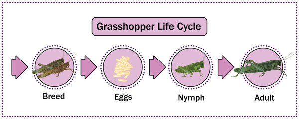 Grasshopper life Cycle vector for Education,Agricultural,Science,Graphic design,Artwork.