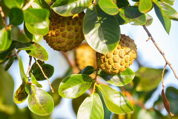 A tree of 