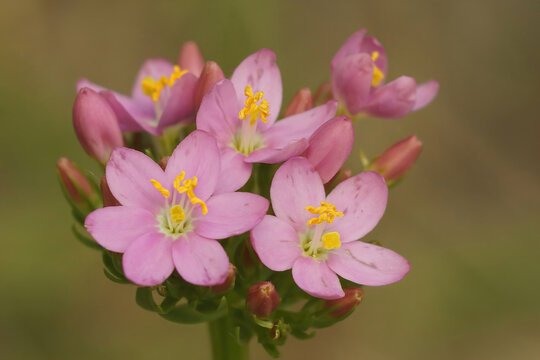 Closeup on soft pink flowering Common or European centaury wildflower, Centaurium erythraea