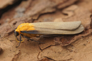Closeup on a male our-spotted footman moth, Lithosia quadra sitting on wood