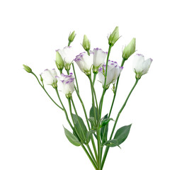 A bouquet of flowers isolated on a white background. Eustoma. Delicate, spring-like, white flowers...