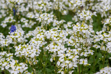 Arabis caucasica ornamental garden white flowers in bloom, mountain rock cress flowering plants in the garden