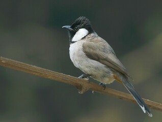 The white-eared bulbul sitting on a branch at Bharatpur Keuladeo Bird Sanctuary