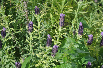 Lavanda