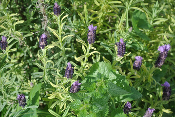 Lavanda
