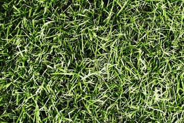 Green grass background. Home lawn background. Detailed grass blades.