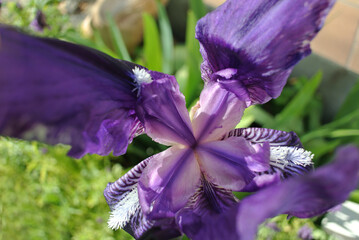 Iris