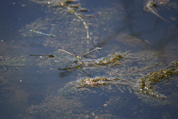Beautiful damselfly mating