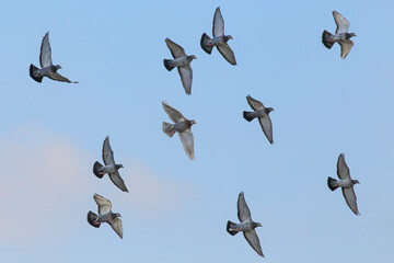 Carrier pigeons in flight