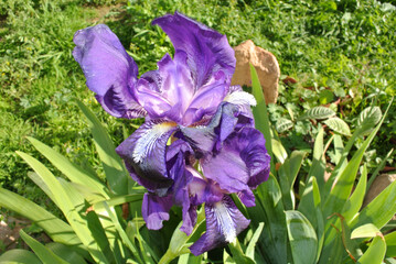 Iris