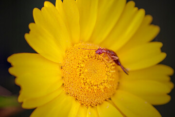 Bug on a wild yellow flower