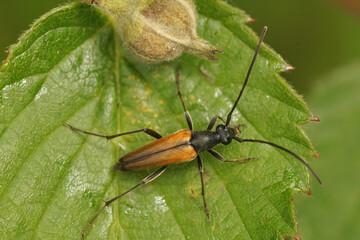 Closeup on the European black-striped longhorn beetle, Stenurella melanura, on a green leaf