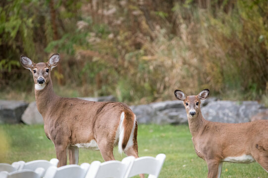 White-Tailed Deer