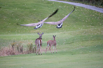 White-Tailed Deer and Canada Geese