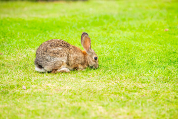 A rabbit grazing in the grass