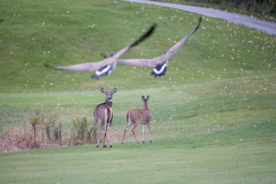 White-Tailed Deer and Canada Geese