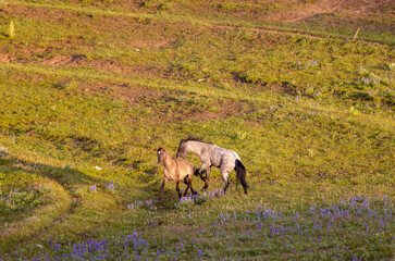 Wild Horse Stallions in the Pryor Mountains Montana in Summer