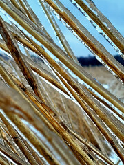 reeds in the ice
