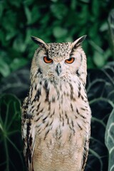 great horned owl