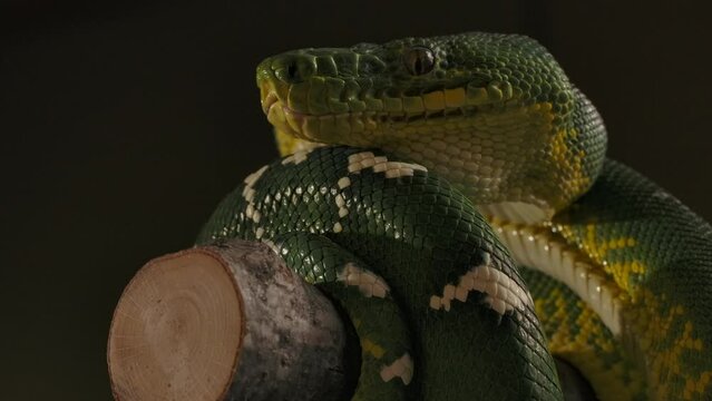 emerald tree boa zoom in side profile coiled on big branch