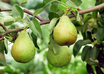 Ripe green pears hang on a branch of a pear tree in a fruit garden