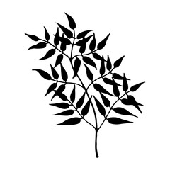 Branch with leaves. Vector stock illustration eps10. Isolate on white background, outline, hand drawing.
