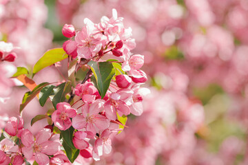 Pink apple tree flowers at sunlight, spring blooming red blooms on blurred bokeh background, Beauty nature scenery in garden, delicate petals of blooms on branches
